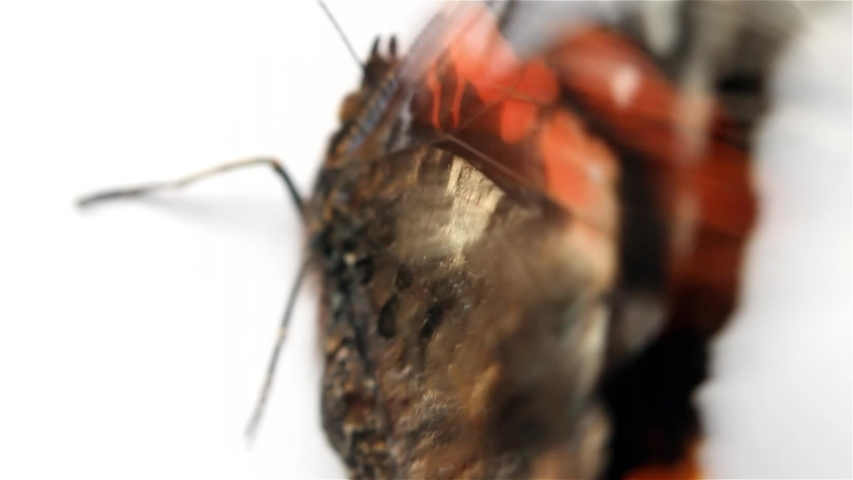 A Butterfly moves its wings on a white background macro