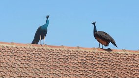 Beautiful couple of peacocks sitting on a roof in village stock video in full HD I Indian national bird stock video in full HD