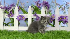 HD video diluted tortie kitten sitting and playing in green grass, backyard in front of small white picket fence with purple flowers growing through, blue background sky with clouds.