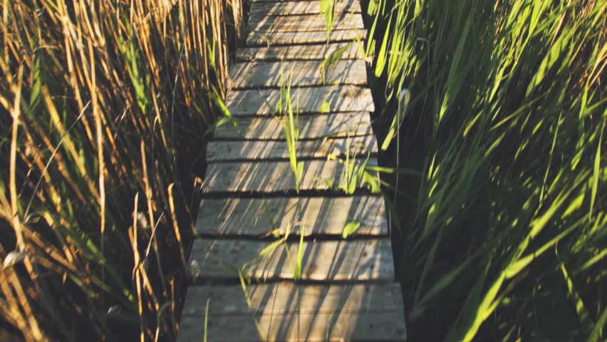 Walking on a narrow wood bridge through tall grass