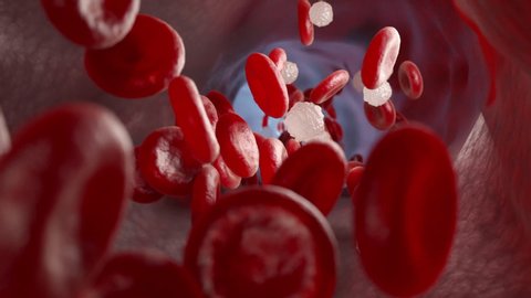 Red and white blood cells and in the vein. 3D animation