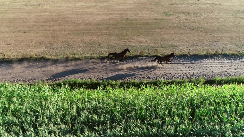 Aerial view of two sport horses moving fast over unpaved gravel path they are bred for specific qualities in their conformation movement and temperament beautiful healthy animals 4k high resolution Royalty-Free Stock Footage #1029813692