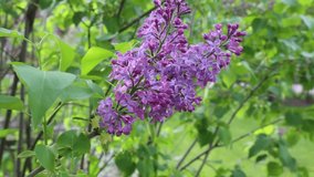 Beautiful purple lilac blossom tree is blooming in the city park at springtime. Selected focus. Blur background.