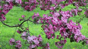 Bright pink blossom apple tree is blooming in the city park at springtime. Selected focus. Blur background. 