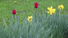 Yellow flower narcissus if blooming in flowerbed