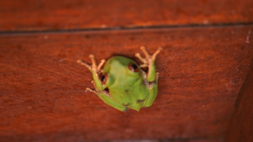 A close up shot of a beautiful green frog sitting on red wood. (4K)