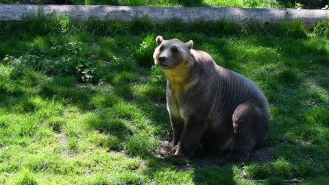 Polar bear - brown bear hybrid also called grolar bear / pizzly bear / nanulak, rare ursid hybrid