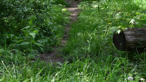 European badger (Meles meles) foraging along animal trail / wildlife track in grassland at forest edge