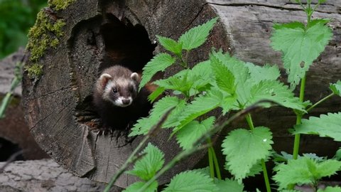 European polecat (Mustela putorius) male entering nest in hollow tree trunk with female in forest