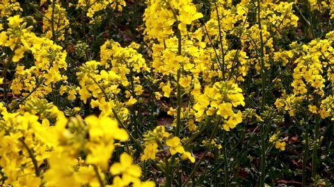 Field of beautiful springtime golden flower of rapeseed closeup on blurred background, canola colza in Latin Brassica napus in windy weather,  rapeseed is plant for green industry 