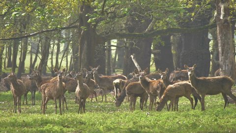 4k Footage of the Queen’s Deer herd, in the shadow of the ancient oak forest of Windsor Great Park, Berkshire - Surrey border, England