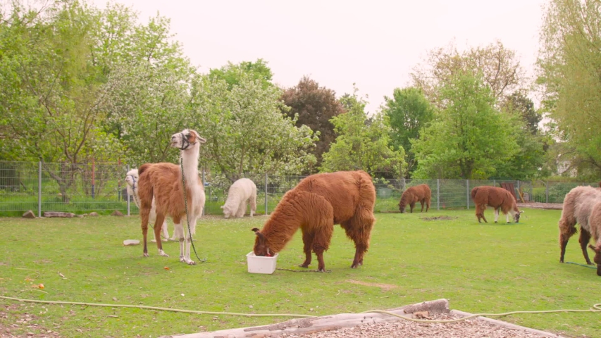 Lama is eating on the pasture