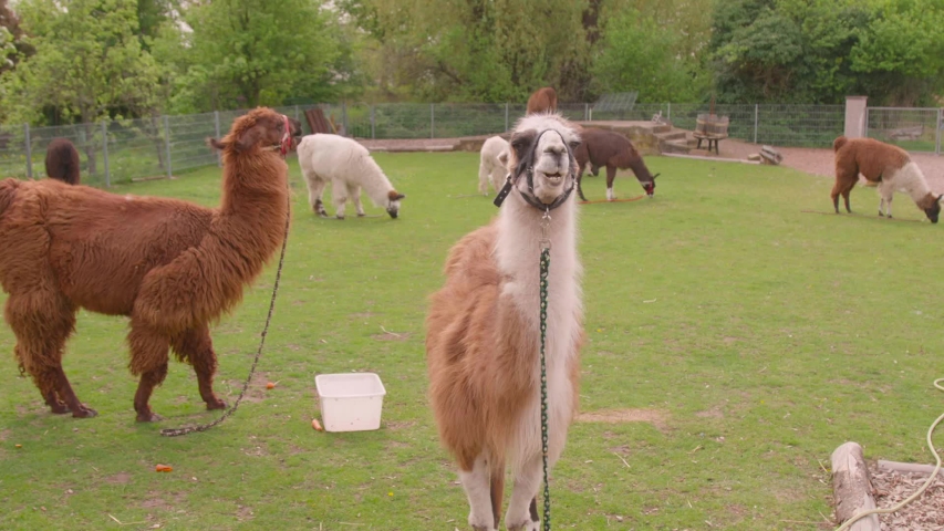 cute lamas are eating on the pasture