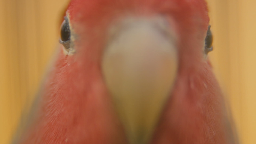parrot head from very close range