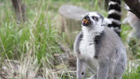 Lemur is chewing his food in nature and turning back to his relatives | SLOW MOTION