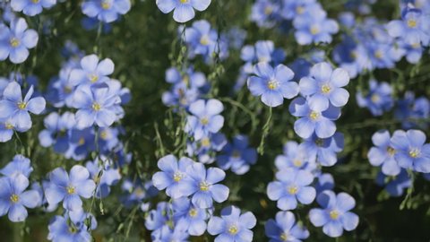 Nemophila Flower Field Baby Blue の動画素材 ロイヤリティフリー Shutterstock