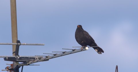Blackbird bird song singing from TV antenna perch slow motion
