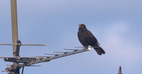 Blackbird singing balanced on one leg on TV antenna signal receiver slow motion

