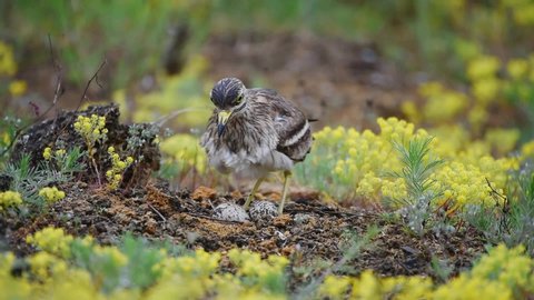 Eurasian stone curlew (Burhinus oedicnemus) sits on the eggs on the nest