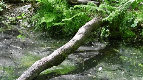 European polecat (Mustela putorius) male crossing water of pond / stream over fallen tree