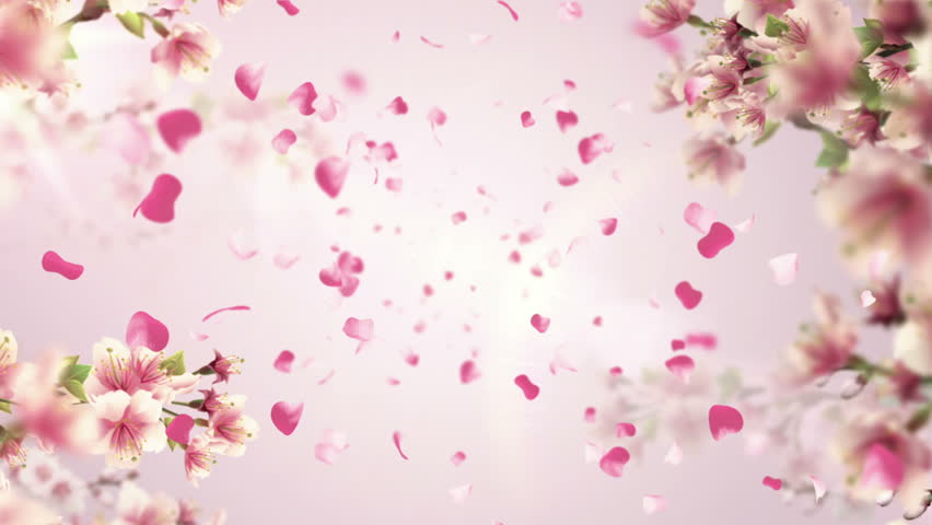 Animation of falling petals of sakura with flowers sakura waving on wind. Animation of seamless loop. Royalty-Free Stock Footage #10298417
