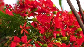 Vertical Video of Beautiful Red Flowers Blossom. Red Gulmohar Flowers.