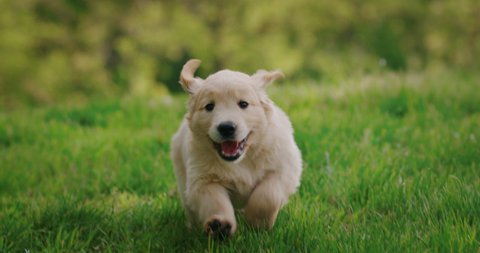 Slow motion of a playful puppy of pedigreed Golden Retriever dog is running in a green park in a sunny day.