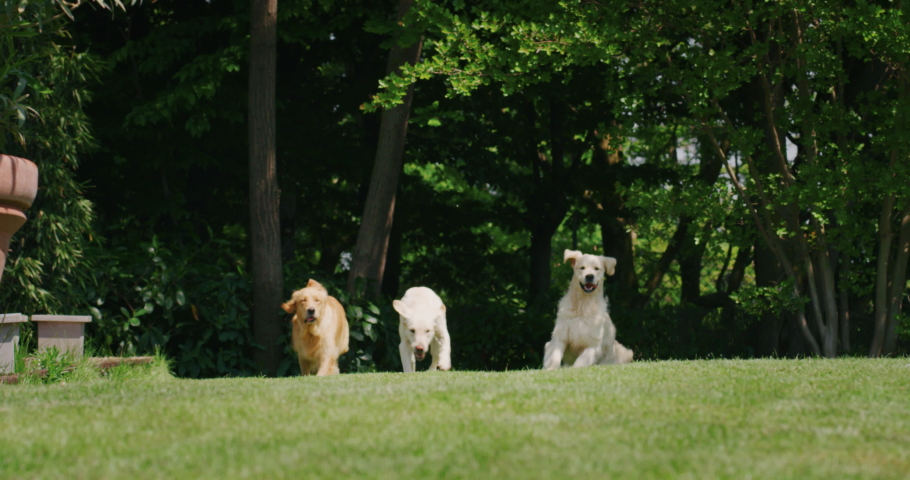Slow motion of a group of playful pedigreed Golden Retriever dogs are running  towards the camera in a green park. | Shutterstock HD Video #1029849365