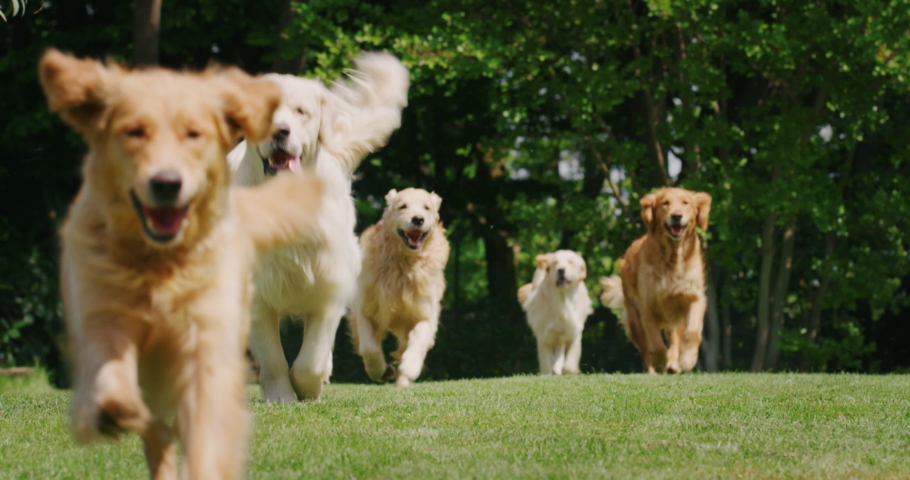 Slow motion of a group of playful pedigreed Golden Retriever dogs are running  towards the camera in a green park.
