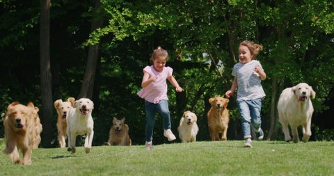 Slow motion of two little girls are running together with a group of playful pedigreed Golden Retriever dogs in a green park towards the camera.