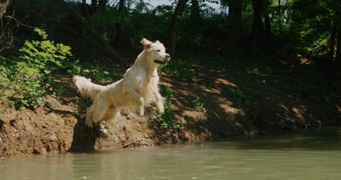 Slow motion of a playful pedigreed Golden Retriever dog is running and jumping in the lake in a sunny day.