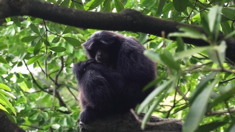 Siamang Gibbon (Symphalangus syndactylus) Sitting on Tree Branch