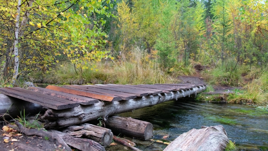 Tourist man in boots and encephalitis suit crossing small wooden boardwalk bridge over forest creek in Altai mountains in rainy Autumn day