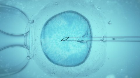 Recreation of the Ivf, In Vitro Fertilisation Through A Microscope showing the process, the needle getting through the membrane and nucleus and finally introducing the sperm.