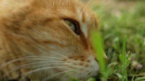 Close-up of the face of a red adult cat covering its eyes on green grass. 4 k video