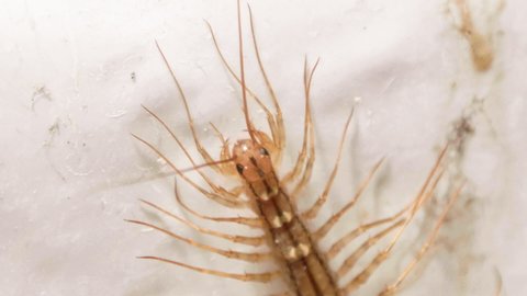 House Centipede Bringing Antenna Down into Mouth and Cleaning SLOW MOTION