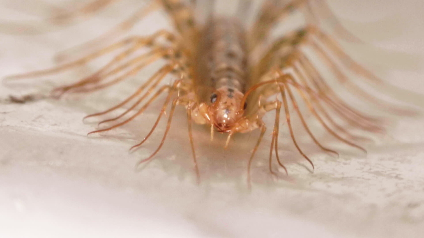 House Centipede Cleaning Antenna From Front CLOSE UP SLOW MOTION