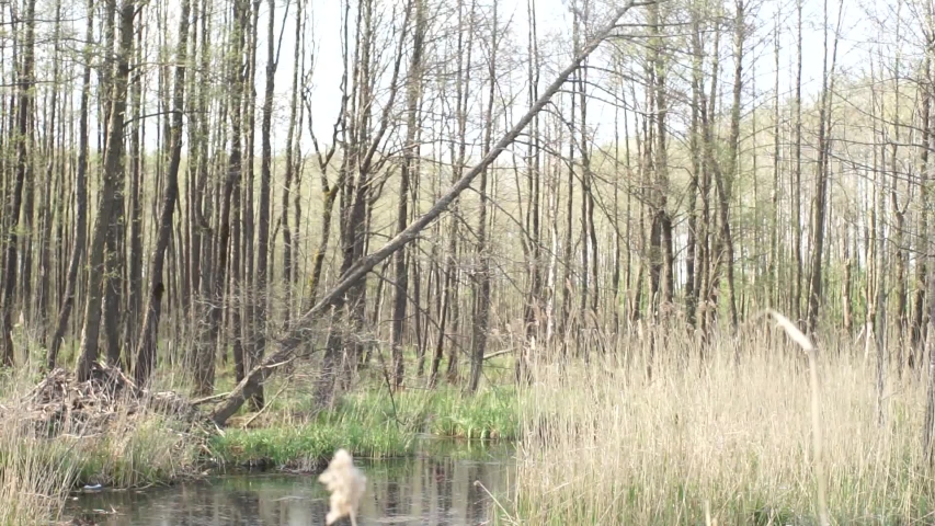 The river flows through the forest. The magical landscape of the swamp. Marshland. Fallen tree over the river. Reeds grow in the river.
