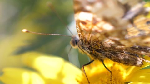 Butterfly collecting nectar from a yellow flower. Close up macro shot. Slow motion.