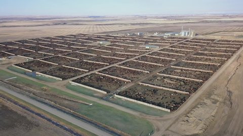 The many pens of a cattle feedlot