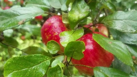 Close Up shot of a pair of red delicious apples blowing in an apple tree on a cold, wet and windy day at the orchard.