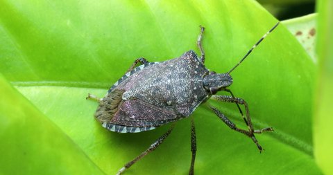 Brown Marmorated Stink Bug (Halyomorpha Halys) Cleaning Its Antenna On Green Leaf. Close Up View / Macro Shot - DCi 4K Resolution