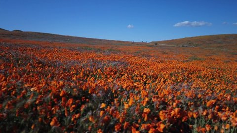 Tracking shot of orange wildflowers, waiving in the wind, on a field, at Antelope Valley California Poppy Reserve State Natural Reserve, on a sunny day, in Lancaster, USA