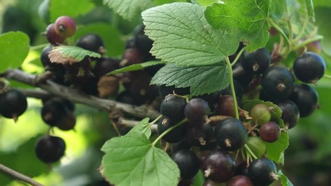 large sweet currant berry. Harvest blackcurrants. tasty berry on the branch. garden business. close-up. black ripe juicy currants in the garden.