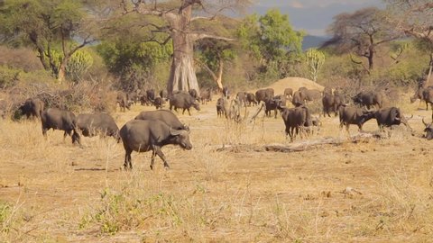 Herd of african cape buffalos bulls eating in the plains of Tanzania.