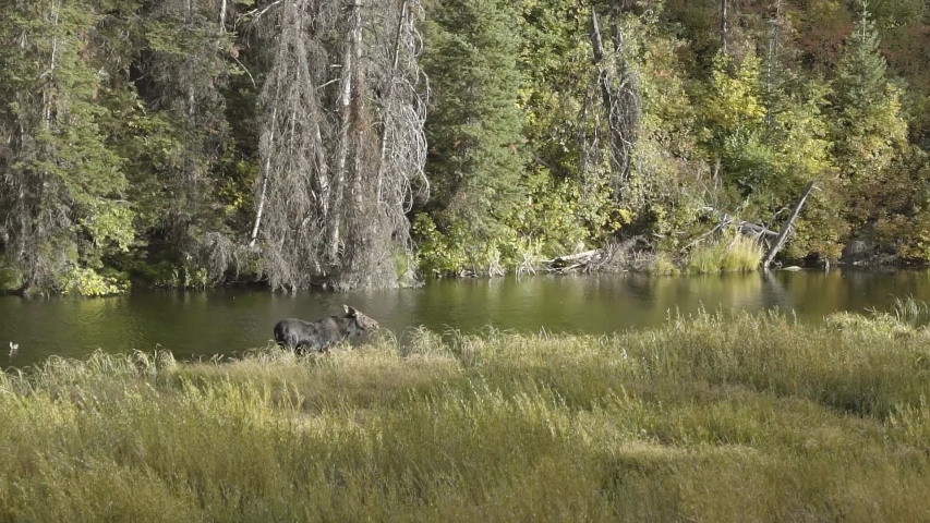 A young female moose grazing weeds in a small river on a beautiful autumn fall day. Located in Big Cottonwood Canyon in Utah, USA.