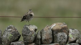 A pretty Snipe, Gallinago gallinago, perched on a stone wall in the moors of Durham, UK, on a dark windy day.