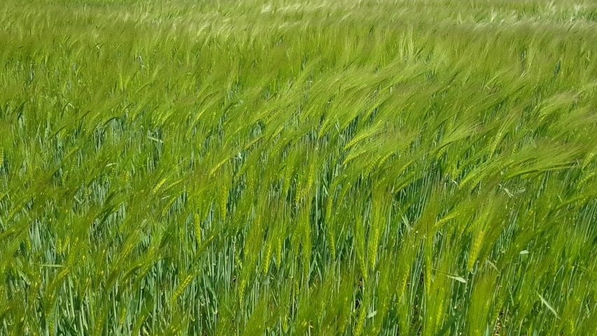 Фон картофельное поле. Золотой рассвет картинки. Field move. Field move. Field move.