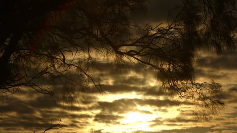 Cloudy sunset with backlit silhouetted whispy tree branchesing with the wind