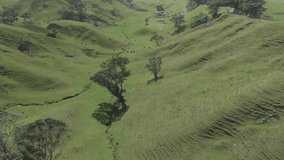 A flying forward areal footage above a stunning green valley in New Zealand with a herd of cows walking on the slopes and a small farm house in the distance. 4k quality video.